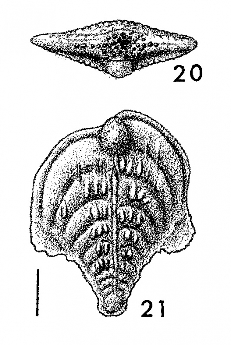 Inflatobolivinella subrugosa eocenica Hayward HOLOTYPE