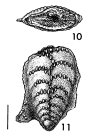 Nodobolivinella glenysae Hayward HOLOTYPE