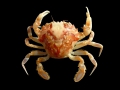 Crustacea (crustaceans)