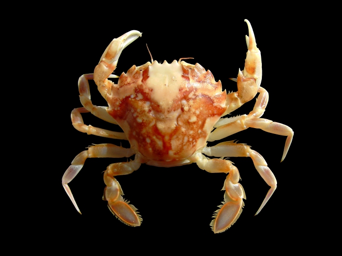 Liocarcinus marmoreus (Leach, 1814) 