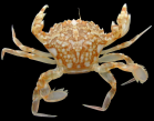 Liocarcinus marmoreus (Leach, 1814), author: Hans Hillewaert Liocarcinus marmoreus (Leach, 1814), author: Hans Hillewaert