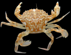 Liocarcinus marmoreus (Leach, 1814), author: Hans Hillewaert