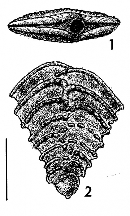 Bolivinella subppectinata Cushman TOPOTYPE