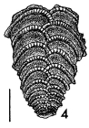Bolivinella vicksburgensis Howe HOLOTYPE