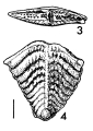 Chromista - Foraminifera (foraminifers)