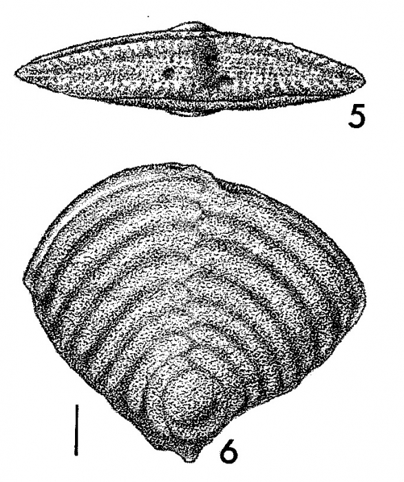 Quasibolivinella taylori Quilty TOPOTYPE