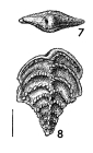 Rhombobolivinella droogeri Hayward HOLOTYPE