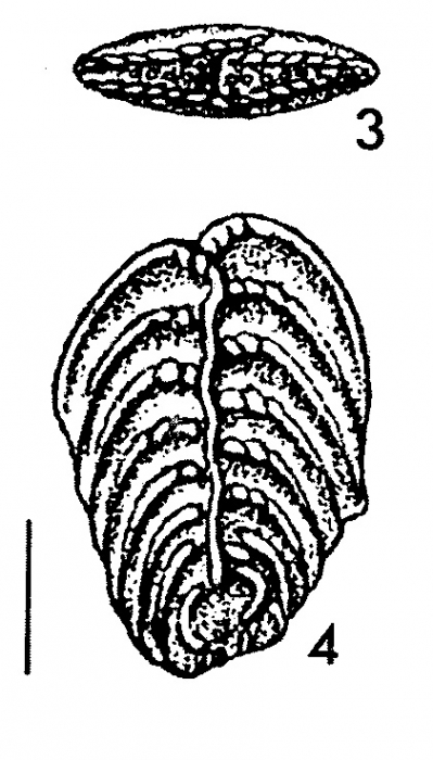 Rugobolivinella bensoni Hayward HOLOTYPE