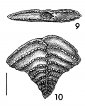 Chromista - Foraminifera (foraminifers)