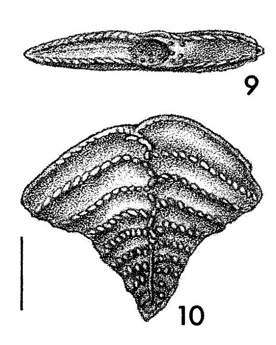 Rugobolivinella flabelliforme Hayward HOLOTYPE