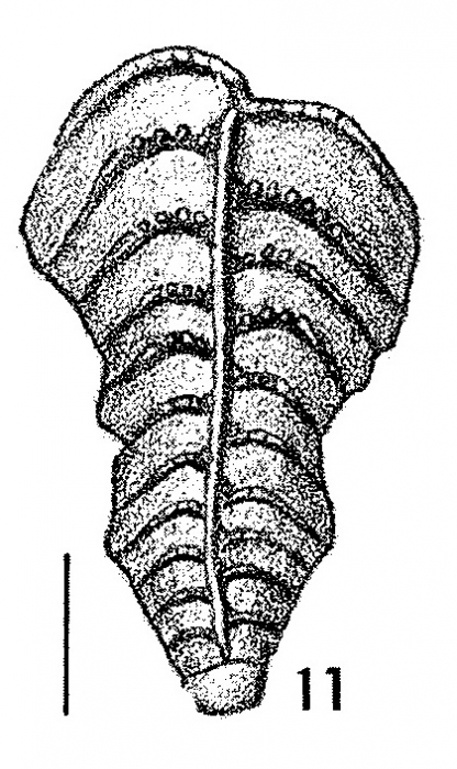 Bolivinella margaritacea Cushman PARATYPE