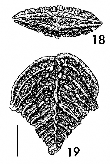 Bolivinella rugosa Howe HOLOTYPE