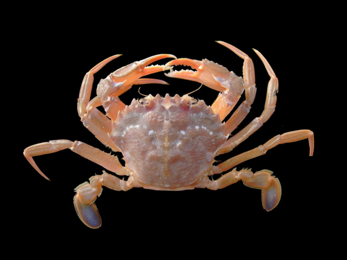 Liocarcinus depurator (Linnaeus, 1758) 