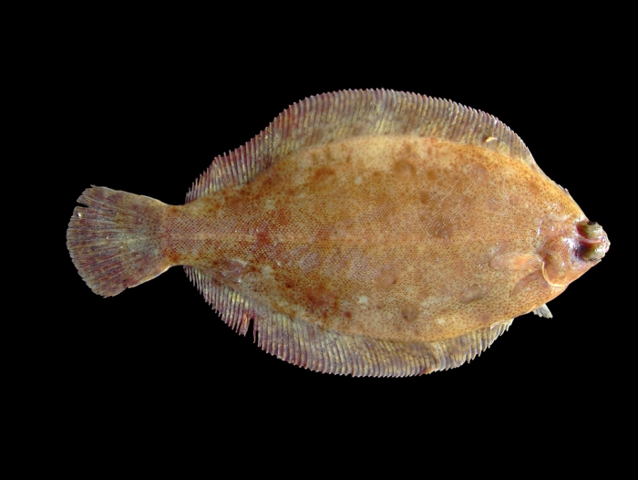 Microstomus kitt (Walbaum, 1792) 