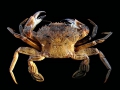 Crustacea (crustaceans)