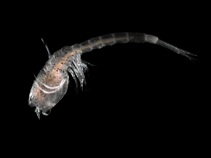 Cumopsis goodsir (Van Beneden, 1861) 