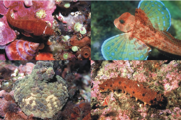 Lepadogaster candollei - Chelidonichthys lastoviza - Alicia mirabilis - Holothuria tubulosa Lepadogaster candollei - Chelidonichthys lastoviza - Alicia mirabilis - Holothuria tubulosa