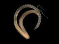 Polychaeta (bristle worms)