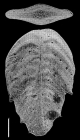 Bolivinella australis  Cushman SCHIZONT