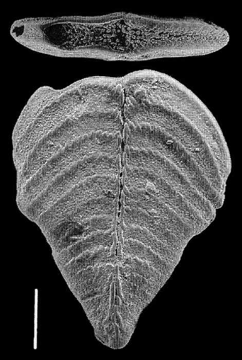 Bolivinella folium (Parker and Jones) GAMONT Bolivinella folium (Parker and Jones) GAMONT