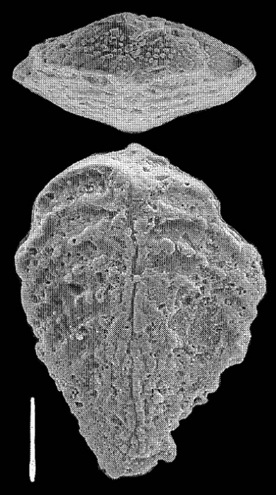 Bolivinella profolium Hayward PARATYPE