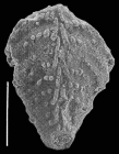 Bolivinella profolium Hayward PARATYPE