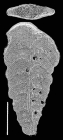 Bolivinella profolium Hayward