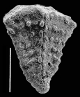 Bolivinella profolium Hayward