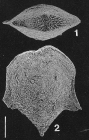 Inflatobolivinella alata (Cushman & Bermudez)