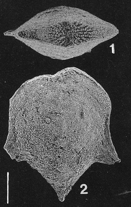 Inflatobolivinella alata (Cushman & Bermudez)
