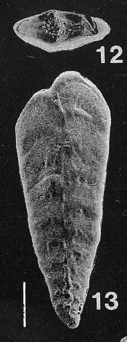 Inflatobolivinella procera Hayward PARATYPE