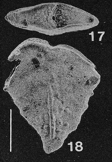 Inflatobolivinella miocenica Hayward HOLOTYPE