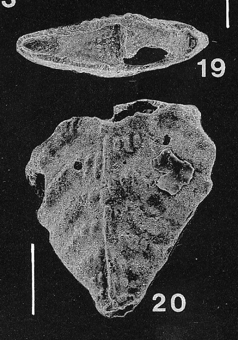 Inflatobolivinella miocenica Hayward PARATYPE