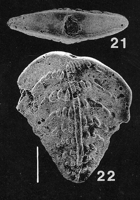 Inflatobolivinella miocenica Hayward