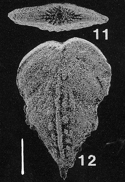 Inflatobolivinella subrugosa eocenica Hayward PARATYPE