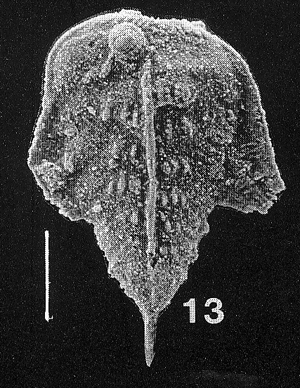 Inflatobolivinella subrugosa eocenica Hayward PARATYPE