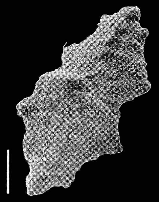 Inflatobolivinella subrugosa zealandica Hayward PARATYPE
