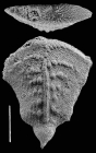 Inflatobolivinella subrugosa zealandica Hayward