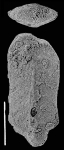 Inflatobolivinella tasmani Hayward PARATYPE, author: Hayward, Bruce