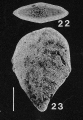 Chromista - Foraminifera (foraminifers)