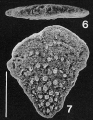 Chromista - Foraminifera (foraminifers)