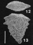 Chromista - Foraminifera (foraminifers)