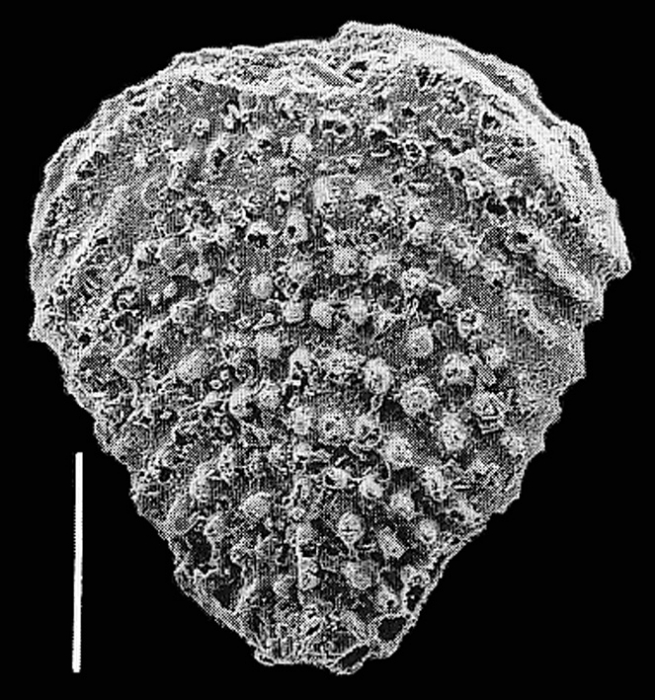 Nodobolivinella nodosa Hayward PARATYPE