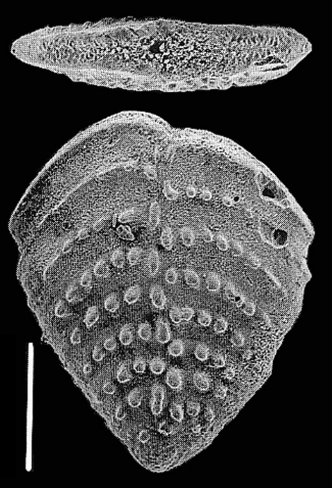 Nodobolivinella nodosa Hayward PARATYPE