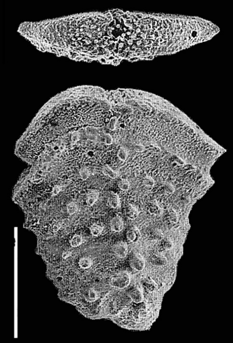 Nodobolivinella nodosa Hayward PARATYPE Nodobolivinella nodosa Hayward PARATYPE