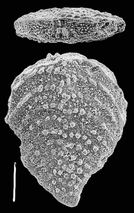 Nodobolivinella nodosa Hayward