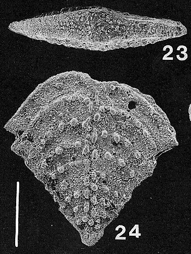 Nodobolivinella nodosa Hayward Nodobolivinella nodosa Hayward