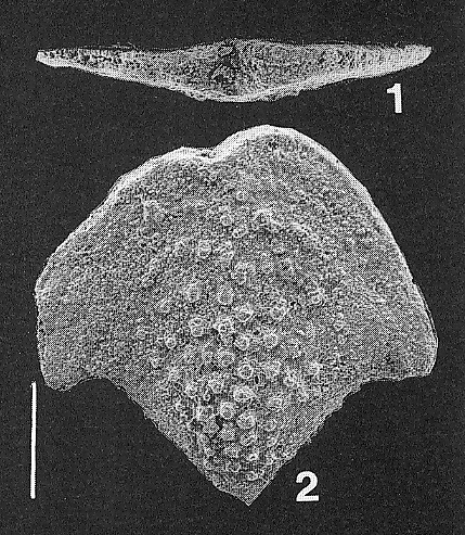 Nodobolivinella palmerae Hayward PARATYPE
