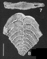 Chromista - Foraminifera (foraminifers)