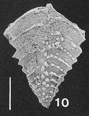 Nodobolivinella subpectinata (Cushman) TOPOTYPE